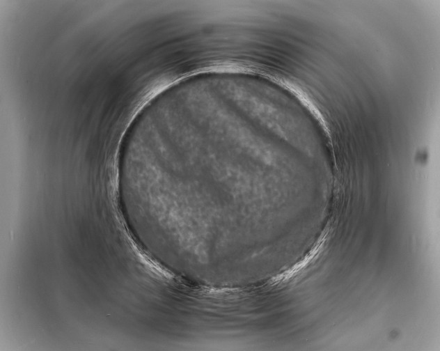 X0000098180837200805081022