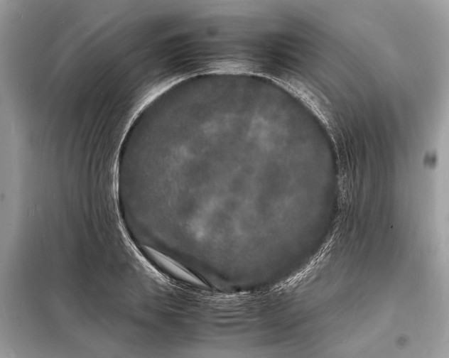 X0000098180839200805081022