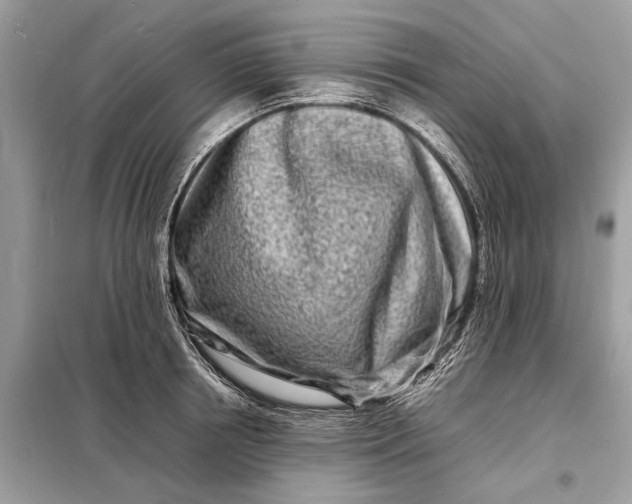 X0000098180850200805081022