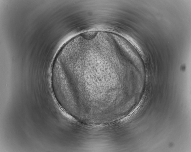 X0000098180854200805081022