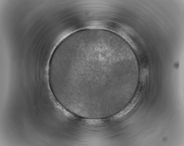 X0000098180856200805081022