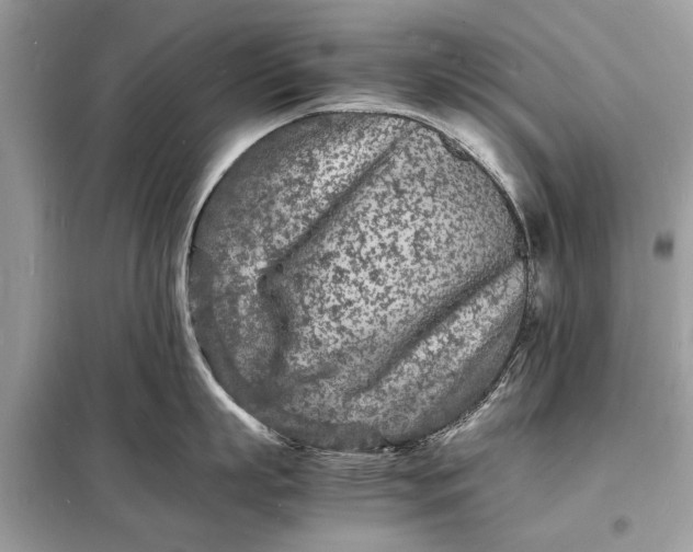 X0000098180863200805081023