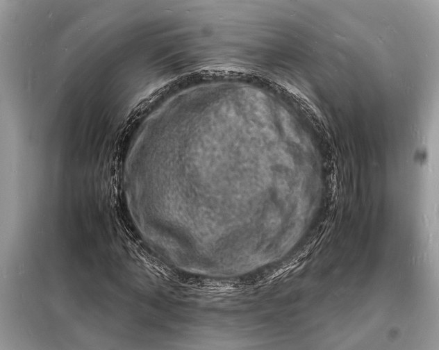 X0000098180870200805081022