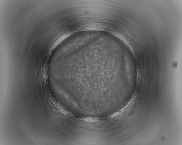 X0000098180874200805081022