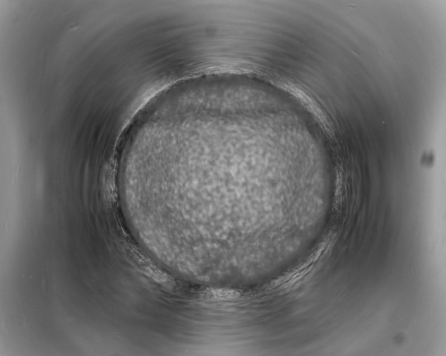 X0000098180878200805081022