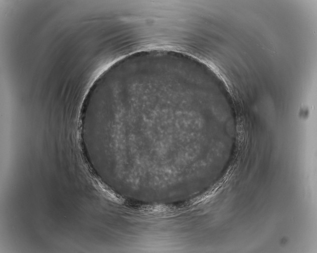 X0000098180879200805081022