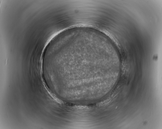 X0000098180886200805081022