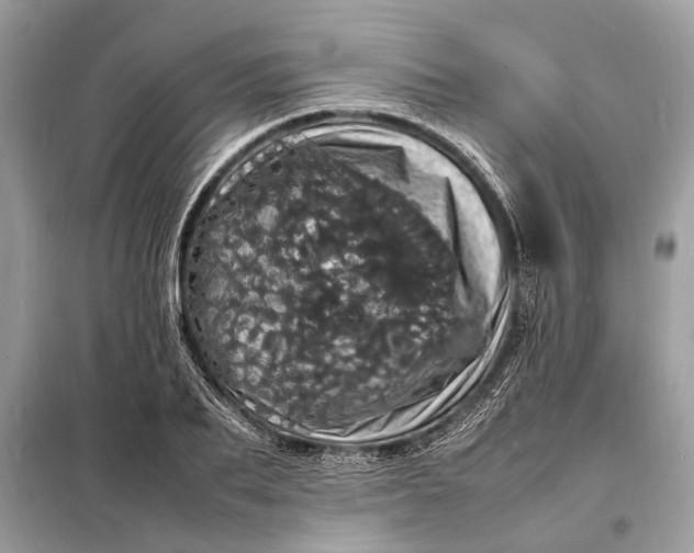 X0000098180887200805081022