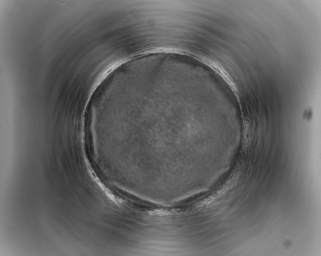 X0000098180898200805081021