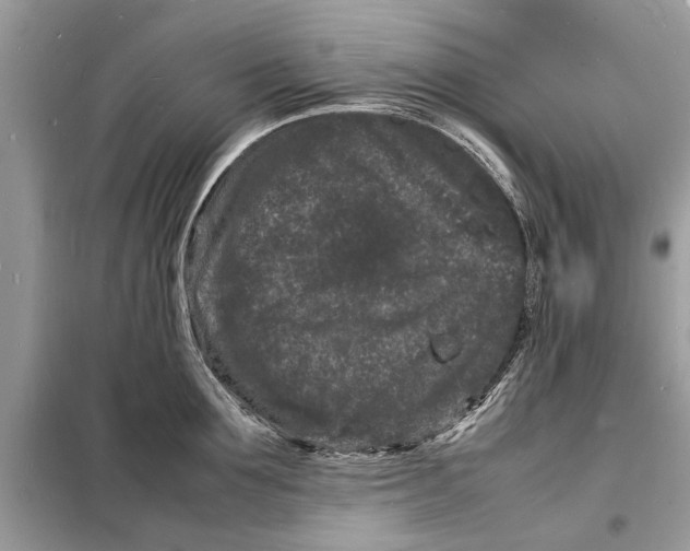 X0000098180907200805081021