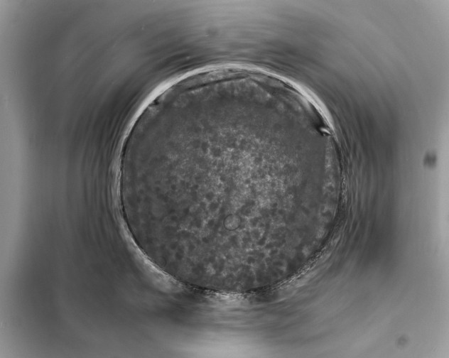 X0000098180911200805081021