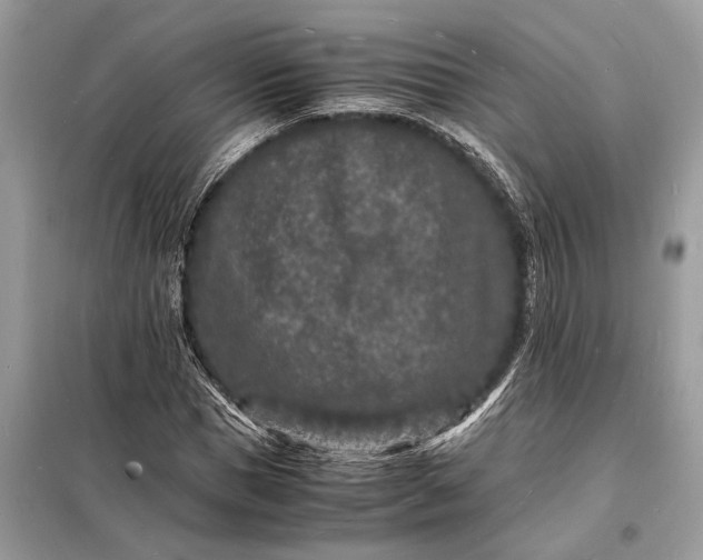 X0000098180921200805081021