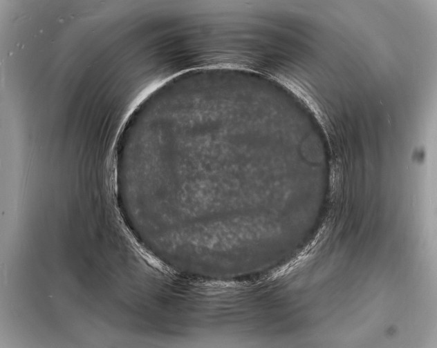 X0000098180925200805081021