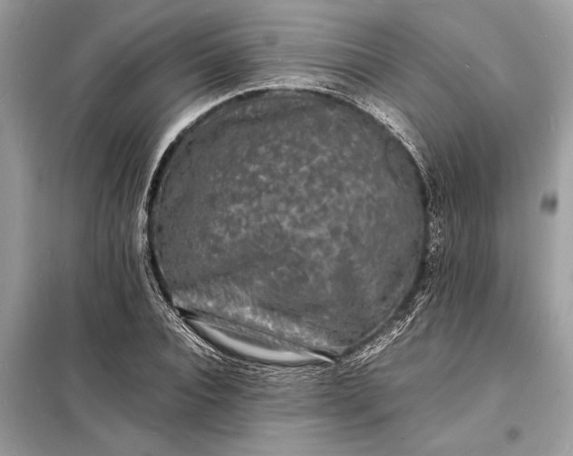 X0000098180928200805081021