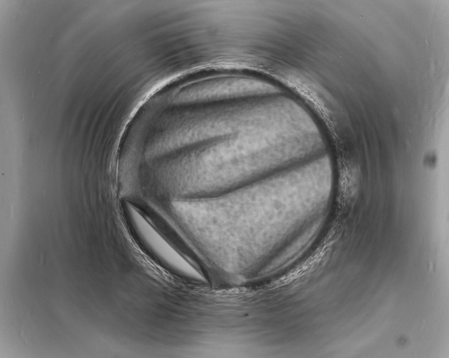 X0000098180934200805081021