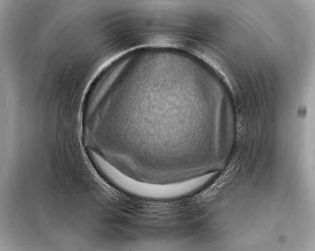 X0000098180935200805081021