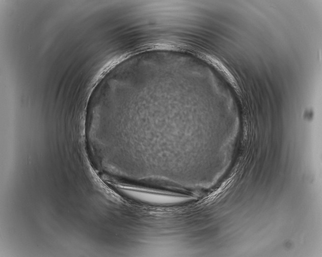 X0000098180938200805081021