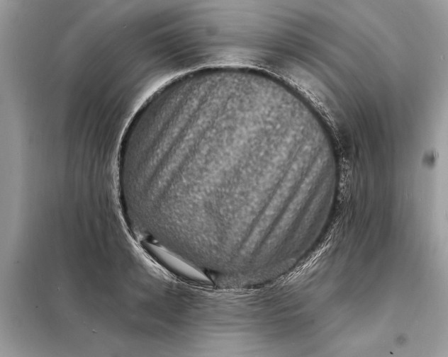 X0000098180942200805081021