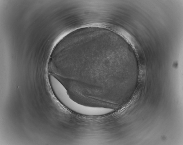 X0000098180952200805081021