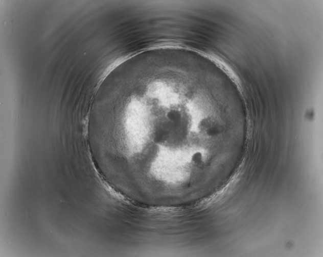 X0000098180953200805081021