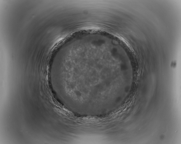 X0000098180967200805081020