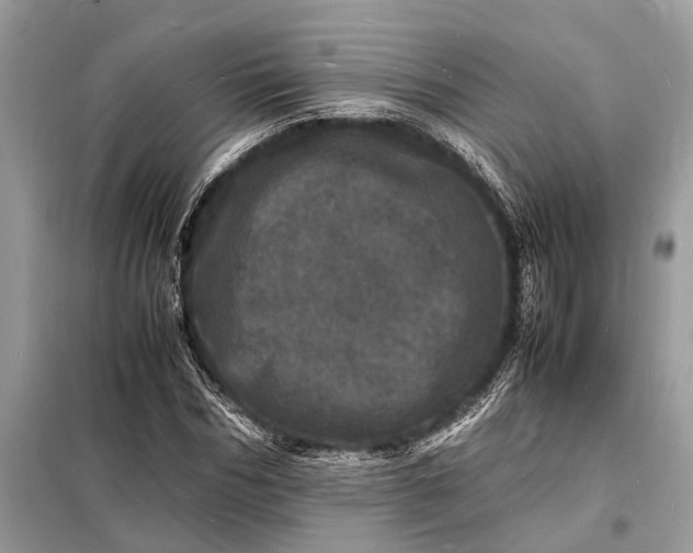 X0000098180970200805081020