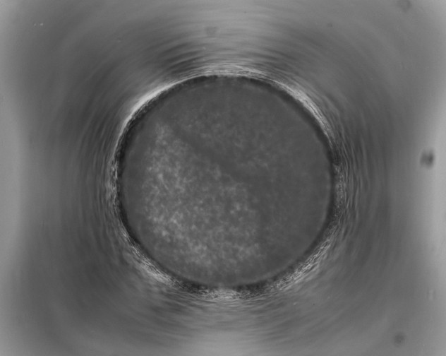 X0000098180971200805081020