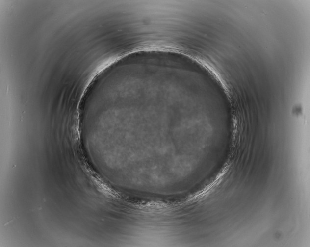 X0000098180974200805081020