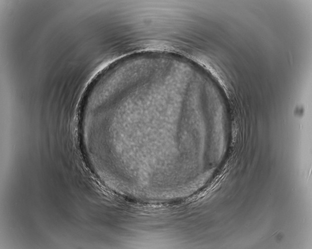 X0000098180975200805081020