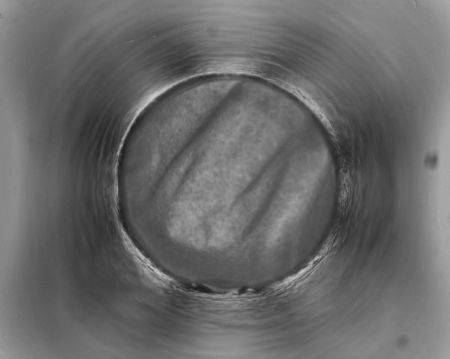 X0000098180980200805081020