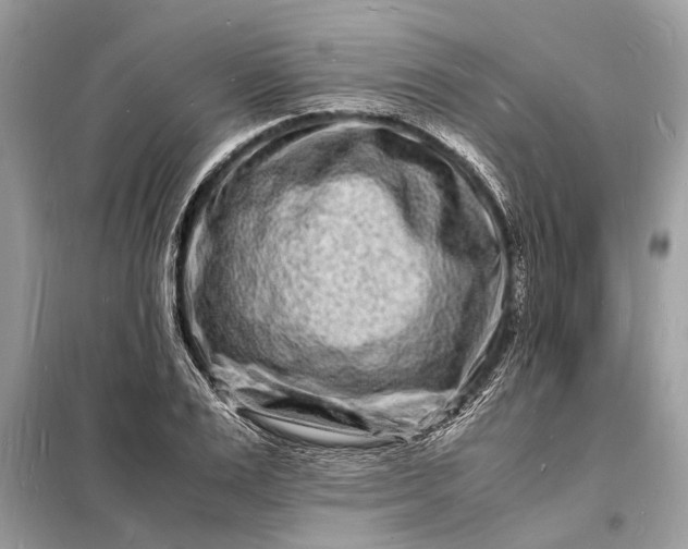 X0000098180983200805081020