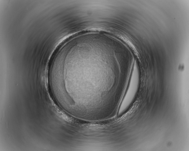 X0000098180984200805081020