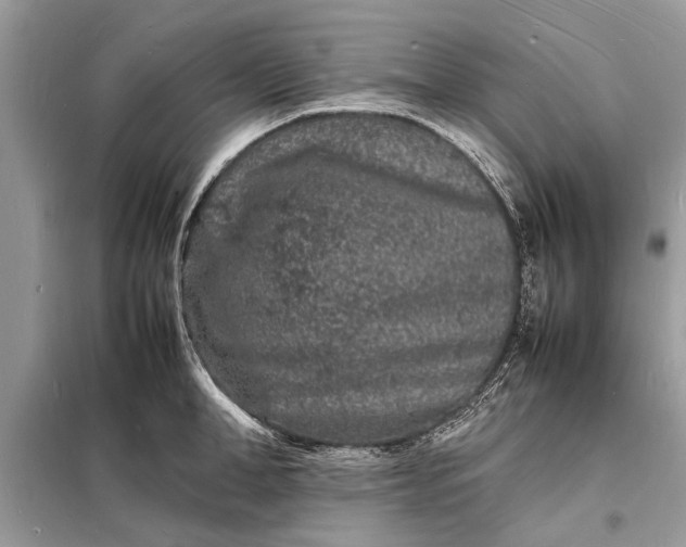 X0000098180998200805081020