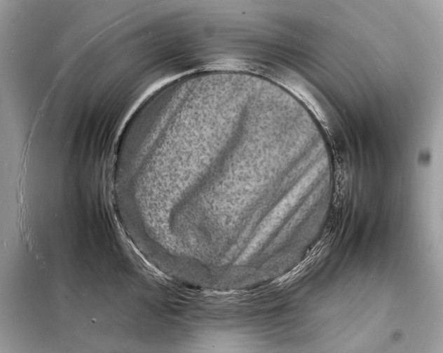 X0000098181000200805081020