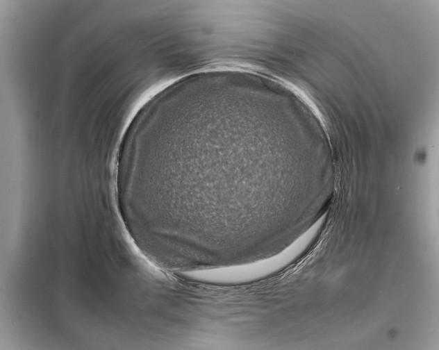 X0000098181003200805081020