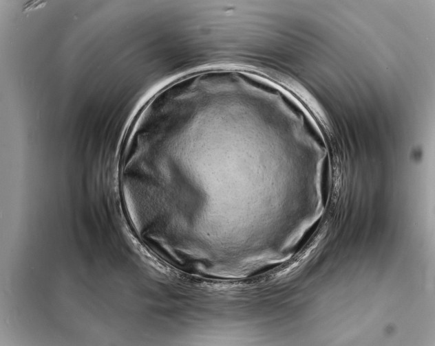 X0000098181004200805081020