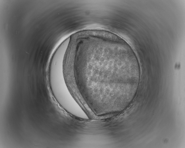 X0000098181008200805081020