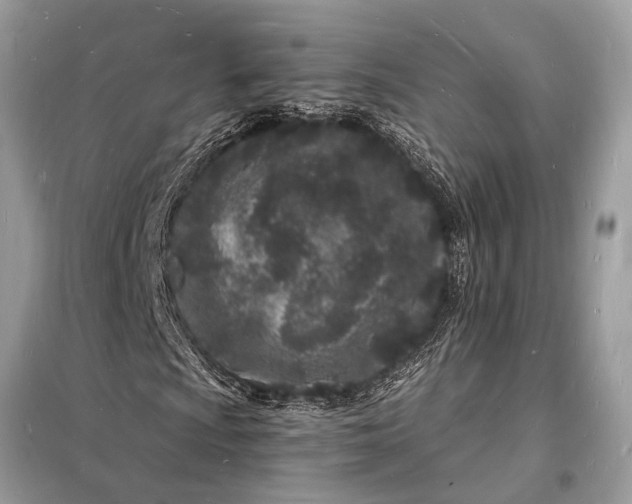 X0000098181009200805081019