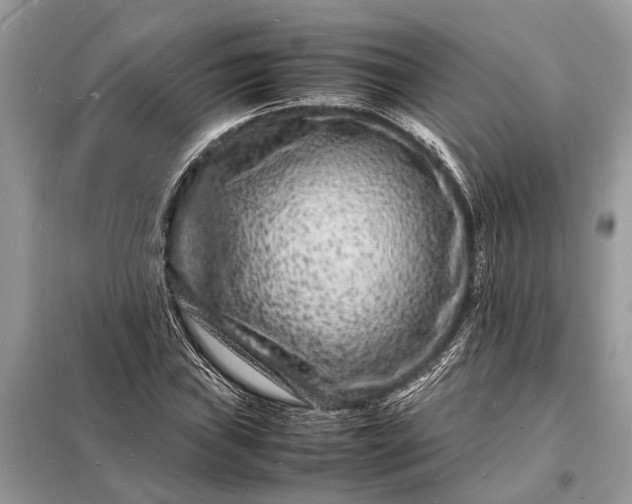 X0000098181019200805081019