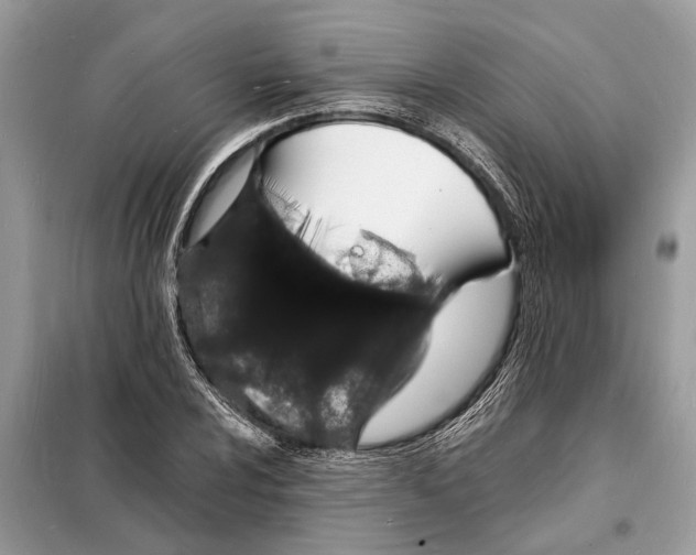 X0000098181024200805081019