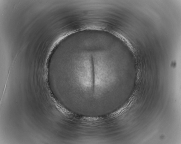 X0000098181027200805081019