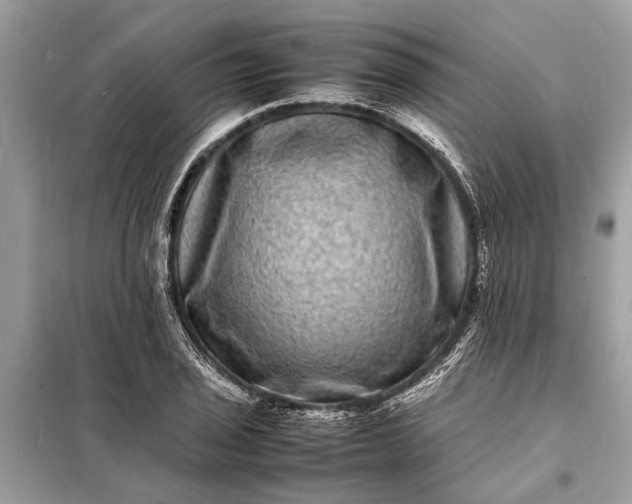 X0000098181029200805081019