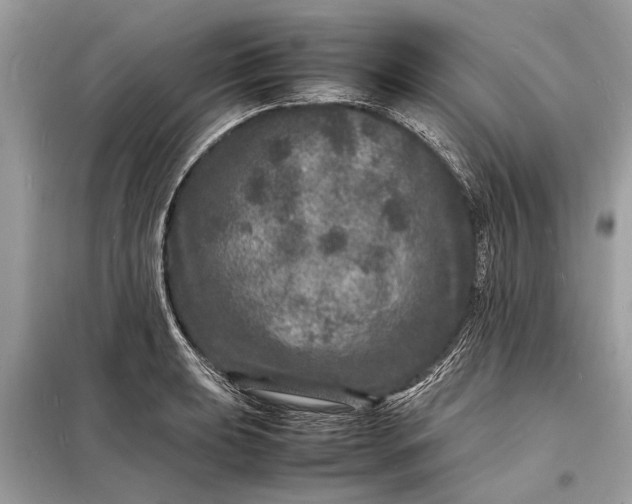 X0000098181039200805081020