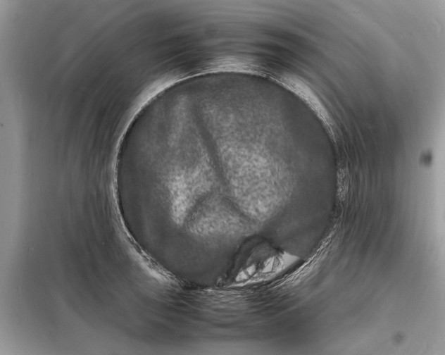 X0000098181043200805081020