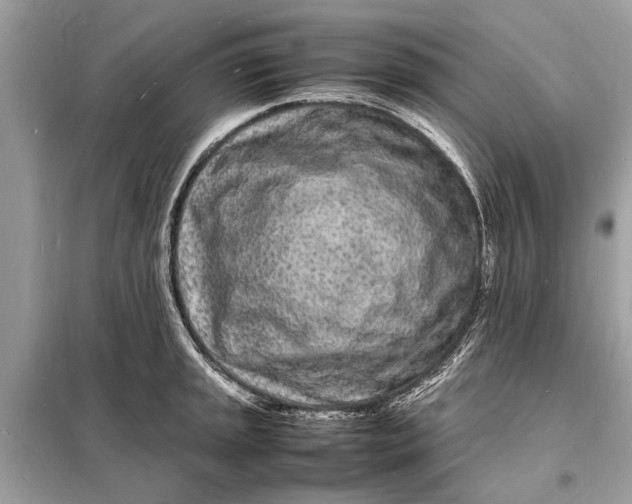 X0000098181045200805081020