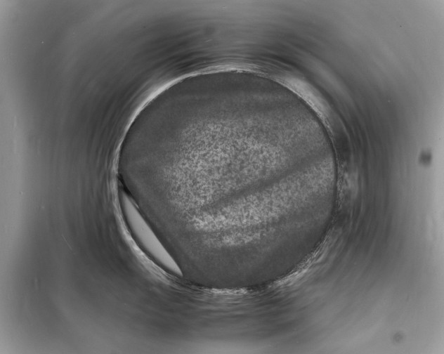 X0000098181055200805081020