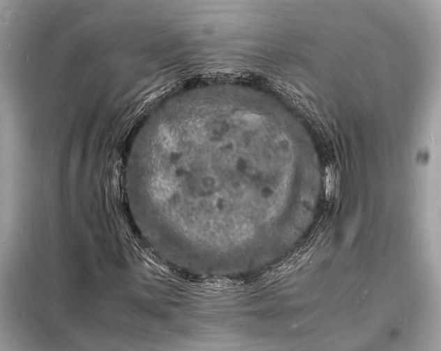 X0000098181059200805081019