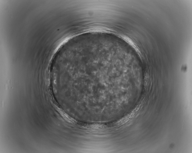 X0000098181067200805081019