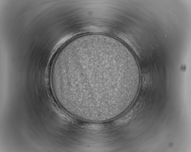 X0000098181074200805081019