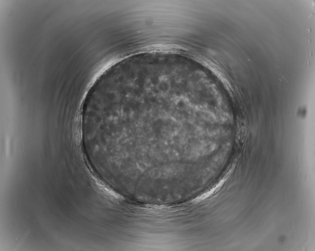 X0000098181075200805081019